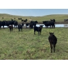 Image 1 : Black Diamond Agro - 490# October Delivery Steer Calves - 115 Head (Fiske, SK)