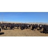 Image 5 : Amber Mountain Farms - 640# May Delivery Heifers - 205 Head (Vauxhall, AB)