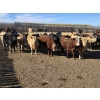 Image 3 : Downie Lake Colony - 860# March Delivery Heifers - 111 Head (Maple Creek, SK)