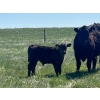 Image 5 : Sherness Farms  - 510# October Delivery Heifer Calves - 20 Head (Sheerness, AB)