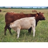 Image 5 : J&E Farms Ltd. - 650# November Delivery Steer Calves - 80 Head (Tilley, AB)