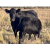 Image 11 : Jordan & Kelli Hoopfer - 660# November Delivery Steer Calves - 90 Head (Gadsby, AB)