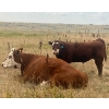 Image 23 : Blaine & Sue Hudec - 615# November Delivery Steer Calves - 80 Head (Jenner, AB)