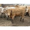 Image 14 : Douglass Agro - 940# June Delivery Heifers - 170 Head (Gem, AB)