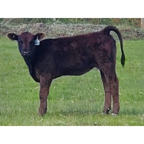 Los Cuatros Ranch - 460# October Delivery Heifer Calves - 21 Head (Clinton, BC)