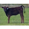 Image 1 : Los Cuatros Ranch - 460# October Delivery Heifer Calves - 21 Head (Clinton, BC)