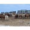 Image 3 : Box Anchor Farms - 930# March Delivery Heifers - 195 Head (Dewberry, AB)