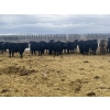 Image 3 : SaskAlta Farms - 800# March Delivery Steers - 140 Head (Alsask, SK)