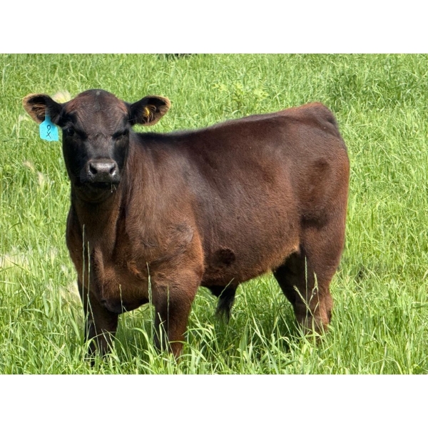 9X Enterprises - 560# October Delivery Steer Calves - 75 Head (Patricia, AB)
