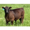 Image 1 : 9X Enterprises - 560# October Delivery Steer Calves - 75 Head (Patricia, AB)
