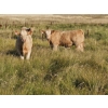 Image 7 : Logan Brothers (Rod, Barry & Bruce) - 710# October Delivery Steer Calves - 80 Head (Oyen, AB)