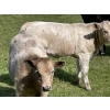 Image 12 : Cody & Brittany Black/Kirby & Cori Black - 525# October Heifer Calves - 100 Head (Water Valley, AB)