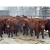 Image 4 : Fox Cattle Co. - 50 Red Angus/Simm X A.I. December Delivery Bred Heifers (Foam Lake, SK)