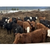 Image 1 : Guichon Creek Ranch - 630# April Delivery Heifers - 85 Head (Westwold, BC)