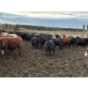 Image 5 : Avos Farms - 930# October Delivery Steers - 124 Head (MacKay, AB)