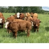 Image 5 : Jason & Jenna Packer - 830# October Delivery Steer Calves - 150 Head (Sundre, AB)