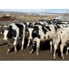 Image 2 : CS Livestock - 575# Holstein Steers - 27 Head (Rimbey, AB)
