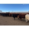 Image 3 : Quarter Circle X Ranch - 745# March Delivery Steers - 153 Head (Madden, AB)