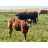 Image 13 : Mullen Land & Cattle Co. - 550# September Delivery Heifer Calves - 112 Head (Peers, AB)