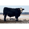 Image 3 : CFH Farms - 770# December Delivery Steer Calves - 80 Head (Eckville, AB)