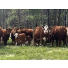 Image 2 : 7C Ranch - 580# October Delivery Steer Calves - 100 Head (Marwayne, AB)