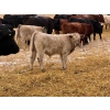 Image 4 : Rosadiuk Ranches - 550# December Delivery Steer Calves - 97 Head (Evansburg, AB)