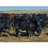 Image 3 : JT Cholin Farms - 900# September Delivery Grass Steers - 68 Head (Biggar, SK)