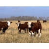 Image 3 : Bannerman Ranching - 725# November Delivery Steer Calves - 70 Head (Livelong, SK)
