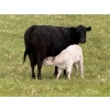 Image 6 : GW Murray Ranches - 540# October Delivery Steer Calves - 110 Head (Tompkins, SK)