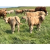 Image 9 : Wayne & Logan Lytwyn - 645# Oct/Nov Delivery Steer Calves - 190 Head (Winnipegosis, MB)