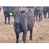Image 11 : K6 Farms - 770# June Delivery Steers - 145 Head (Linden, AB)