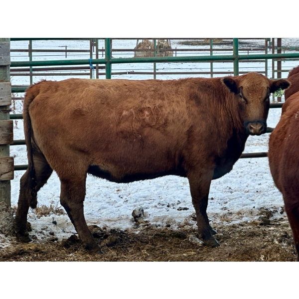 Mark Big Tobacco - 1 Third Calver (Pen 502)