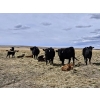 Image 2 : Rolling N Ranches (Nolan & Amanda Osadczuk) - 80 Heifer Pairs