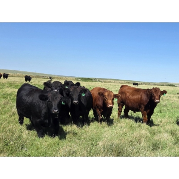 McDougald Ranch Ltd. - 1000# September Delivery Grass Steers - 160 Head (Maple Creek, SK)