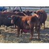 Image 3 : Jensen Farms - 950# February Delivery Weaned Steers - 65 Head (Airdrie, AB)