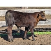 Image 5 : Allan & Janet Nameth - 600# November Delivery Steer Calves - 95 Head (Cupar, SK) VBP+