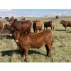 Image 5 : Clear Lake Farming Co. - 650# October Delivery Steer Calves - 60 Head (Stavely, AB)