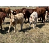 Image 2 : Bar 33 Ranch - 540# November Heifer Calves - 80 Head (Strathmore, AB)
