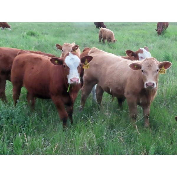 Byron & Jenna Johnson - 625# October Delivery Steer Calves - 95 Head (Strasbourg, SK) VBP+