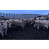 Image 5 : Wyatt & Meg Isaacson - 886# April Delivery Steers - 133 Head (Killdeer, SK)