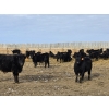 Image 5 : Bauer Ranching - 790# February Delivery Steers - 190 Head (Hilda, AB)