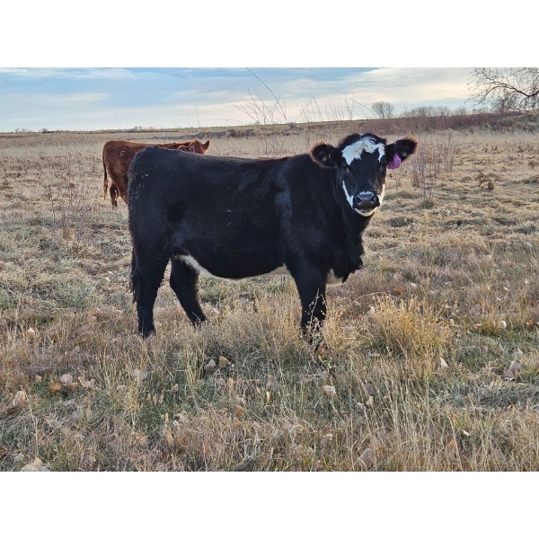 North Butte Land & Cattle (Nevin Torkelson) - 4 RED Heifers (Pen 305-307)