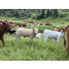 Image 5 : Patton Ranches Ltd. - 675# October Delivery Steer Calves - 90 Head (Maycroft, AB)