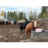 Image 5 : Avos Farms - 970# October Delivery Heifers - 64 Head (MacKay, AB)