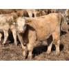 Image 7 : Donovan Banman - 650# October Delivery Steer Calves - 35 Head (Hays, AB)