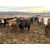 Image 3 : Rice Farms - 950# April Delivery Steers - 180 Head (Lacombe, AB)