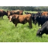 Image 15 : Lone Star Cattle Co. - 1040# September Delivery Grass Steers - 530 Head (Buck Lake, AB)