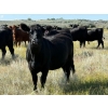 Image 7 : Cross Coulee Ranching - 950# October Delivery Grass Heifers - 62 Head (Duchess, AB)