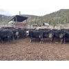Image 2 : Frolek Cattle Co. - 635# March/April Delivery Heifers - 150 Head (Knutsford, BC)
