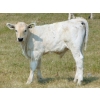 Image 12 : GW Murray Ranches - 515# October Delivery Steer Calves - 115 Head (Tompkins, SK)